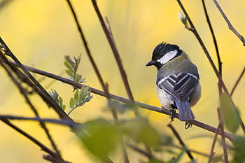great Tit, bird, animal, branch, spring, nature, yellow