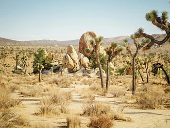 Joshua Tree National Park, landschapsfotografie, Unieke rotsformaties, schilderachtig uitzicht, woestijnlandschap, Joshua bomen, natuurlijke schoonheid, verkenning van de buitenlucht, Californië woestijn, schilderachtig landschap, Nationaal Park -avontuur