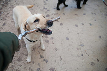 adult Yellow Labrador Retriever, Labrador Retriever, holding stick, outdoor walk, playful dog, yellow lab, dog with stick, outdoor activity, pet photography, dog playing, adult dog