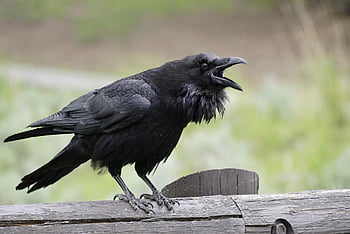 gagak, burung, hewan, corvus, paruh, bulu, bulu burung, hitam, margasatwa, alam, merapatkan