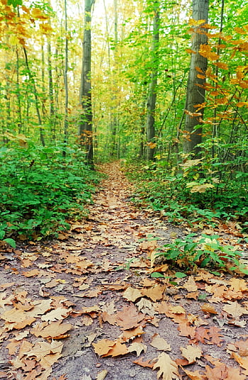 die Natur, Wald, der Herbst, Bäume, Blätter, trocken, Nieder, Boden, Farben