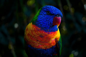 rainbow lorikeet, blue parakeet, red parakeet, colorful bird, close-up bird, lush environment, green background, vibrant feathers, exotic bird, nature photography, wildlife photography
