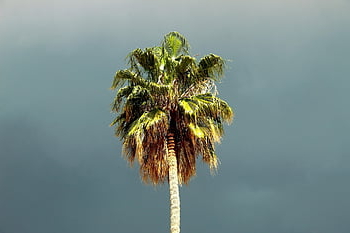 palm Tree, storm, athens, weather, nature, palm Sunday, palm, springtime, plant, greece, march