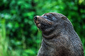 Siegel, Zoo, Meeresbewohner, Wasser, Natur, Seelöwe