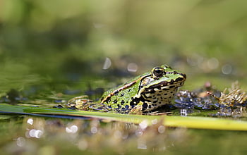 pond Frog, frog, water Frog, amphibian, green Frog, animal, nature, pond