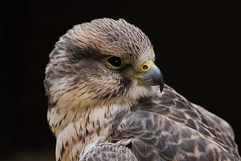 pták, sokol, Příroda, raptor, sokolnictví, dravý pták, Pírko, peří, účtovat, divoké zvíře, poštolka