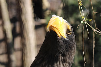 bird, nature, eagle, giant Sea Eagle, beak, wildlife, animal