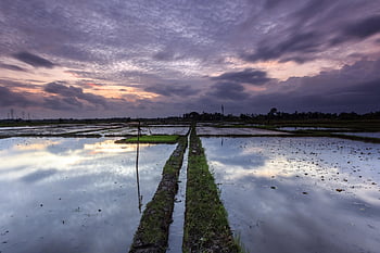 campi di riso, aratro, Indonesia, bali, natura, Asia, agricoltura, tramonto, riflessi, all'aperto, prato