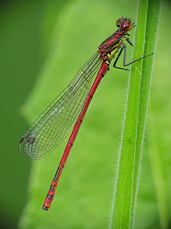 dragon-fly, insect, entomology, nature, close Up, macro