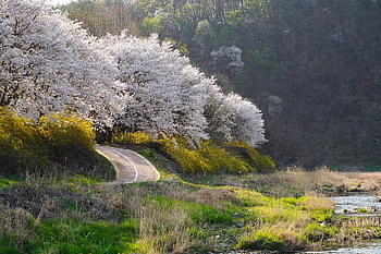 forsizia, natura, primavera, stagione, all'aperto, fiore di ciliegio, Corea, Corea del Sud, fiori di primavera