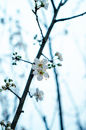 blossom Tree, branch, beautiful Wallpaper, tree, nature, outdoor, floral Background, plant, plum Blossom, spring, white Plum Blossom