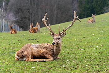 rusa bera, rusa merah, kelinci betina, hirsch, liar, mamalia, gurun, hewan, alam, potret