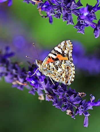 butterfly, flower Background, flower Wallpaper, flowers, beautiful Flowers, insect, nectar, plants, garden, wildlife, nature