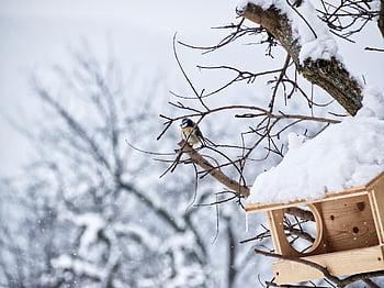bird, blue Tit, tree, snow, winter, animal, icy, snowflakes, wild Animal, landscape