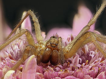 spider, arachnid, closeup, macro, blossom, bloom, insect, close Up, nature, danger