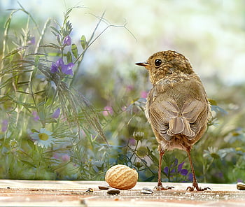 zvíře, pták, pěvec, červenka, erithacus rubecula, mladý, Příroda, pozorný, roztomilý, zblízka, krmení