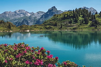 trüebsee, titlis, switzerland, panorama, alps, landscape, alpine Roses, mountains, lake, hike, mountain Lake