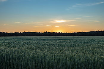 swiss Francs, landscape, nature, eve, field, sunset, scenic