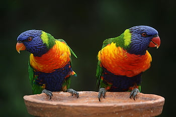 Modrá zelená a oranžová papouška, lorikeets duhy, barevné peří, živé ptáky, Kouzlo divoké zvěře, přírodní prostředí, posazený ptáci, Exotičtí papoušci, tropických ptáků, fotografování ptáků, fotografování divoké zvěře