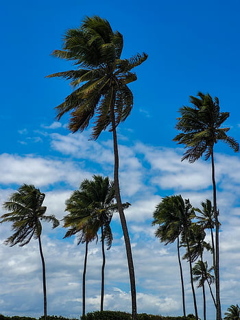 palm trees, blue sky, summer sky, scattered clouds, tall palm trees, swaying palm trees, clear sky, tropical scene, beach scene, nature photography, outdoor scenery