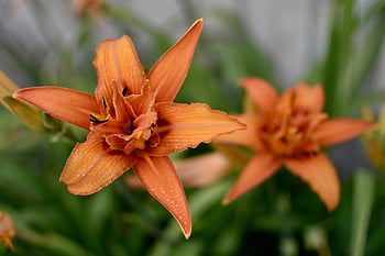 daylilies, květiny, lilie, Příroda, oranžové lilie, okvětní lístky, oranžové okvětní lístky, květ, květinové tapety, krásné květiny, oranžové květy