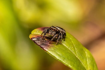 laba-laba zebra, melompat laba-laba, laba-laba, arakhnida, hewan, margasatwa, alam, merapatkan, makro, hijau, coklat