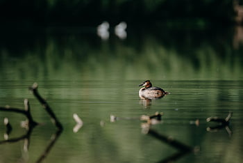 potápěč, pták, jezero, zvíře, vodní pták, volně žijících živočichů, peří, plavat, voda, řeka, bach