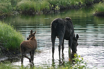 moose And Cow, heading Out, moose, pair, family, lunch, nature, wildlife, summer, shake A Leg, animal