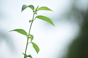 葉、 緑、 青々とした、 植生、 植物、 山菜、 緑の植物、 フローラ、 自然、 日産リフト、 2017年式 日産リーフ