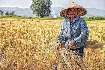 woman picking plant, field, smiling farmer, harvesting wheat, rural field, traditional attire, straw hat, sunny skies, agricultural work, countryside, outdoor activity