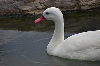 cigno anatra, uccello, anatra bianca, lago, animale, piume, becco, conto, uccello acquatico, riflessione, ornitologia