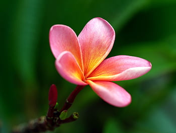floare, frangipani, fundal de floare, floare tapet, a inflori, flori frumoase, inflori, botanică, plantă, creştere, plumeria