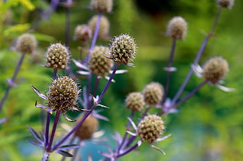 plants, flower Wallpaper, beautiful Flowers, flowers, garden, nature, echinopsis, thistle Ornament, flower Background, gardening, horticulture