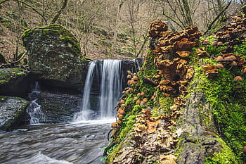 water, bach, clammy, forest, flow, electricity, waterfall, landscape, nature, rock, stones