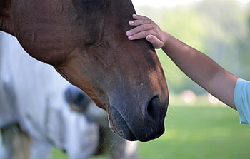 hand, child's Hand, trust, consolation, horse, horse Head, child, affection, friends, animal, close Up