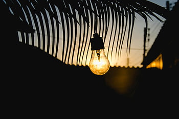 led žárovka, zářící žárovka, palmový list, nebe, silueta, Závalný západ slunce, závěsné světlo, venkovní osvětlení, přirozené světlo, večerní scéna, Ekologické osvětlení