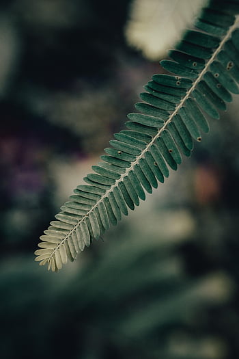 plant, leaves, botany, nature, macro, foliage, india, moody, photography, home, green