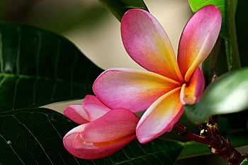 floare, plumeria, frangipani, a inflori, inflori, botanică, floră, natură, Frangi Pani