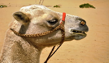 camel, bactrian, bactrian Camel, mammal, desert, sand, nomad, nature, animal, hot, steppe