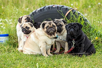 pugs, grassy field, outdoor setting, charming group, relaxing pugs, pug dogs, group of pugs, sitting pugs, outdoor pugs, grassy area, tire background