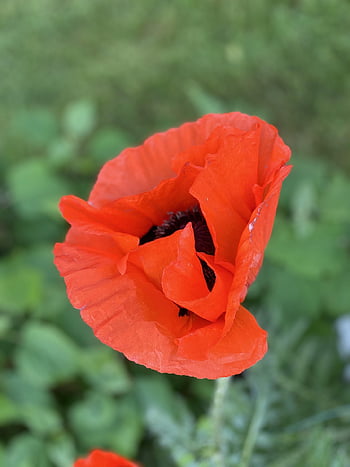 mohn, blume, květ, květinové tapety, mák, Příroda, Červené, zahrada, krásné květiny, rostlina, flóra