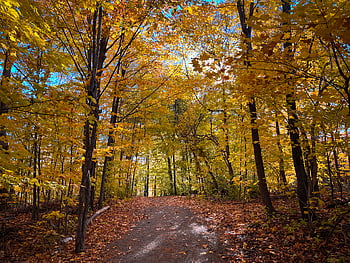 fall, forest, autumn, november, foliage, woods, trees, nature, seasonal, landscape, hike