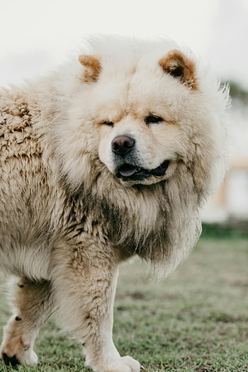 Chow Chow, fluffy fur, meadow, summer, outdoor, serene, dog, coat, standing, nature, pet
