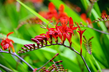 červené květy, Crocosmia Flowers, Mělké fokusové fotografie, detailní fotografie, kvetoucí květiny, svěží zelené listy, fotografování přírody, květinové fotografie, Červená crocosmia, zahradní květiny, živé květy