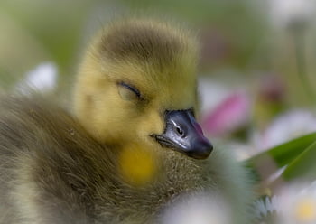 gosling, goose, chick, bird, hatchling, avian, wildlife, nature, ornithology, canada Goose, animal