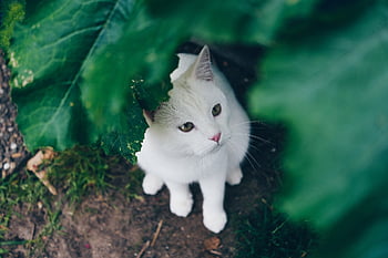 cat, outdoor, nature, pet, animal, white, green, kitty
