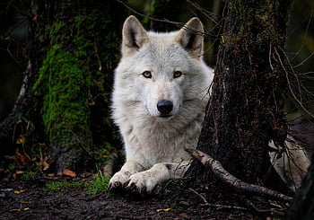 λύκος, λευκός Λύκος, γκρι λύκος, ξύλο λύκος, canis lupus, κυνικός, άγριος σκύλος, άγριο ζώο, φύση, άγρια ​​ζωή, θηλαστικό ζώο