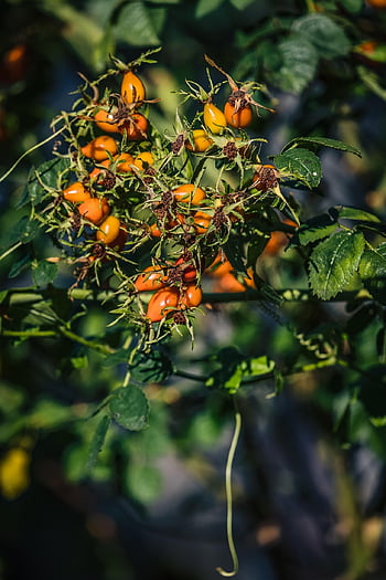 rose hofte, frugt, plante, røde frugter, afdeling, efterår, tæt på, natur