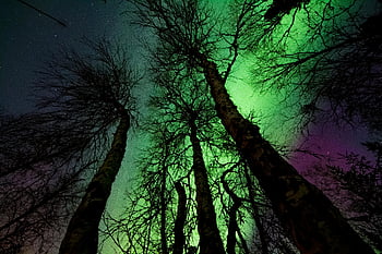 Aurora Borealis, vibrant aurora, silhouetted trees, starry night sky, northern lights, night photography, tree silhouettes, green aurora, celestial display, night landscape, aurora capture