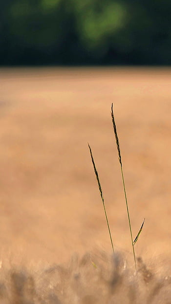 grass, weeds, samsung Wallpaper, beautiful Wallpaper, on The Ground, nature, agriculture, farm, rural, mobile Wallpaper, ipad Wallpaper